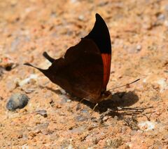 Marpesia furcula