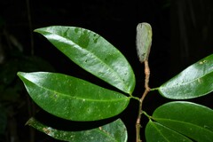 Macrolobium bifolium