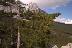 Pinus nigra pallasiana