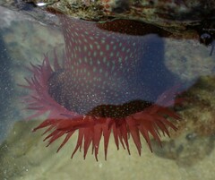 Actinia fragacea