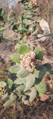 Rhus standleyi