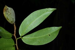 Macrolobium bifolium