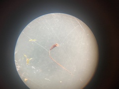 Herzogiella striatella