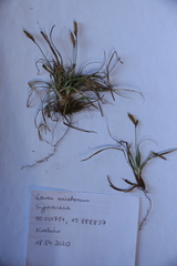 Carex caryophyllea