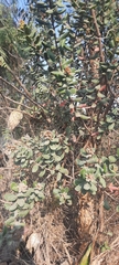 Rhus standleyi