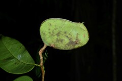 Macrolobium bifolium