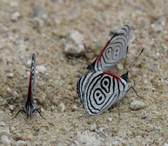 Diaethria clymena
