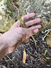 Cyperus pedunculatus