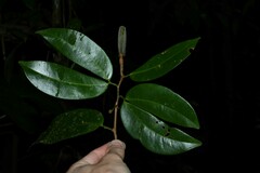 Macrolobium bifolium