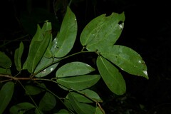 Macrolobium bifolium