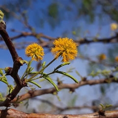 Vachellia schaffneri bravoensis