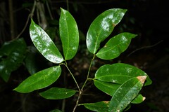 Macrolobium bifolium