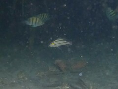 Haemulon scudderii