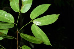 Macrolobium bifolium