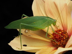 Caedicia simplex