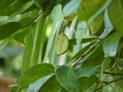 Macrolobium bifolium