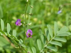 Tephrosia purpurea