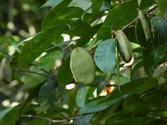 Macrolobium bifolium