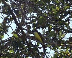 Pitangus sulphuratus