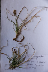 Carex caryophyllea