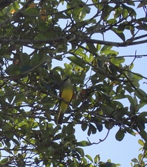 Pitangus sulphuratus