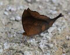 Marpesia furcula