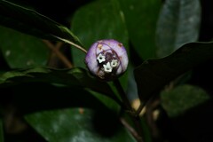 Palicourea apoda