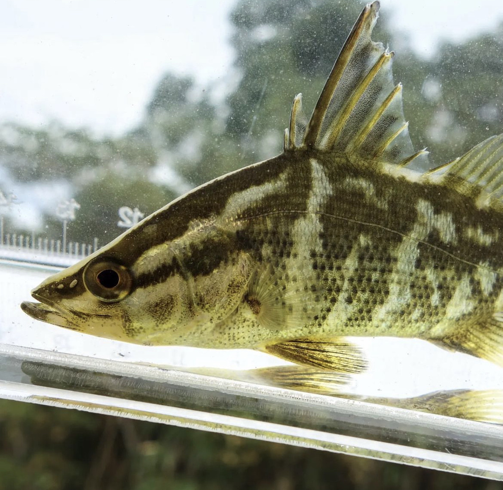 Japanese lates (Lates japonicus) — Latidae