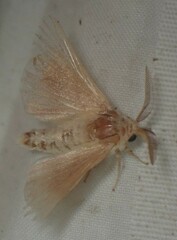 Malacosoma disstria