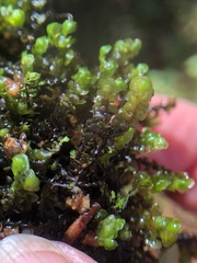 Scapania undulata