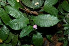 Palicourea apoda