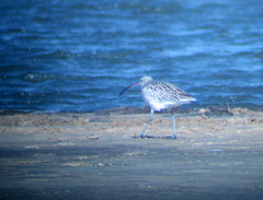 Numenius arquata orientalis