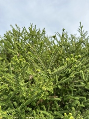 Melaleuca diosmifolia
