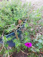 Portulaca californica
