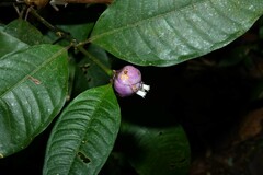 Palicourea apoda