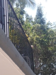 Pitangus sulphuratus