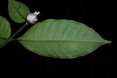 Palicourea apoda
