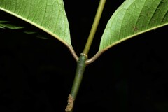 Palicourea apoda