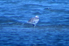 Numenius arquata orientalis