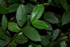 Palicourea apoda