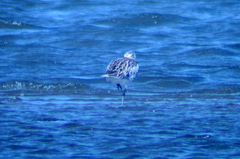 Numenius arquata orientalis