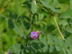 Tephrosia purpurea