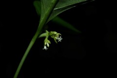 Palicourea gracilenta