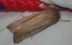 Leucania phragmitidicola