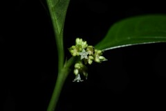 Palicourea gracilenta