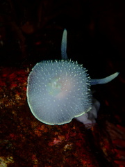 Acanthodoris hudsoni