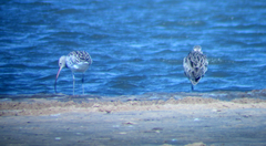 Numenius arquata orientalis