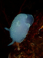 Acanthodoris hudsoni