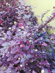 Alternanthera brasiliana