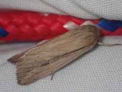 Leucania phragmitidicola